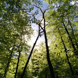 wald sinnlich sein